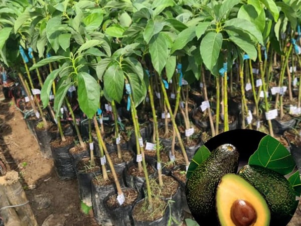 Aguacate 