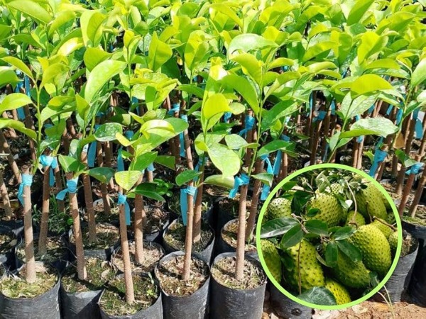 Guanabana
